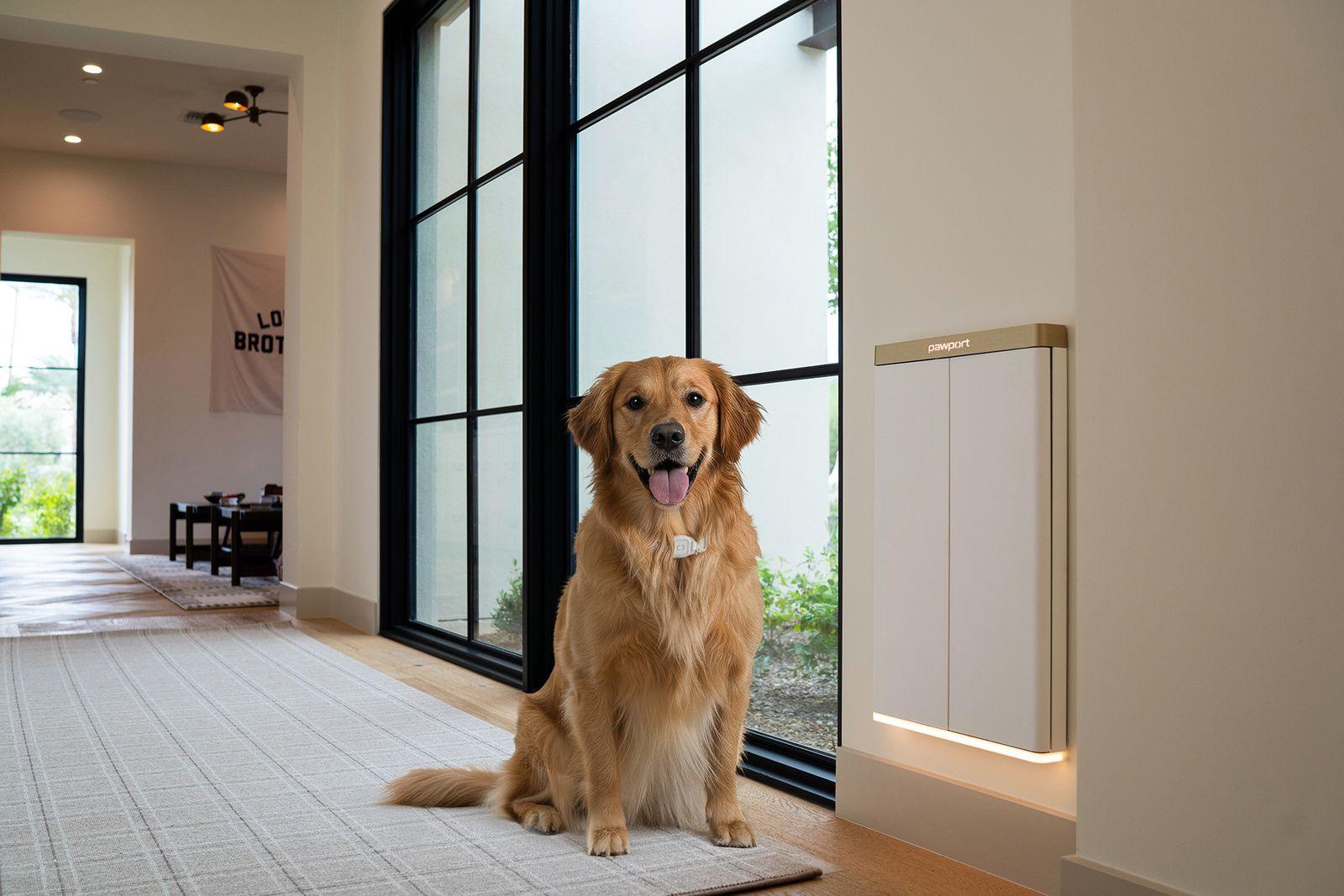 Pawport smart pet door in Monte Carlo finish installed beside a glass wall, golden retriever waiting nearby