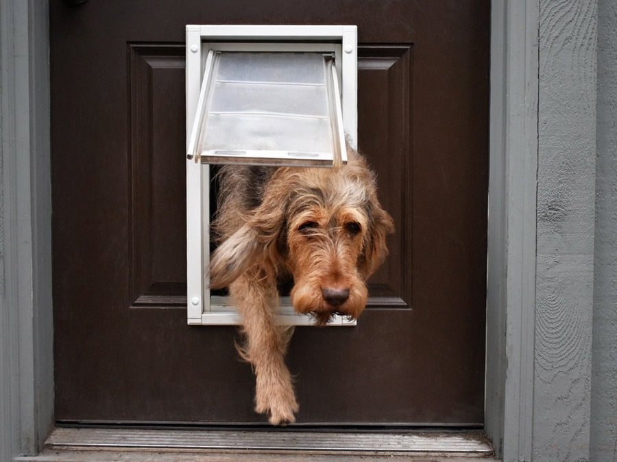 Dog using a Hale pet door installation