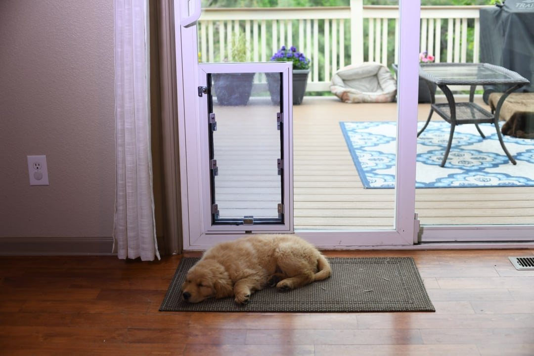 Golden retriever puppy by pet door